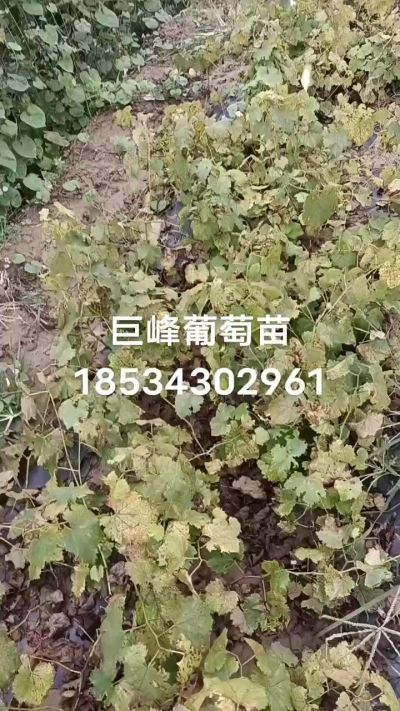 出售早熟巨峰葡萄苗。药用连翘苗，科研五号优质种苗，2/5年苗，药用连翘树，挂果树，全国包邮到家！财富密码18534302961