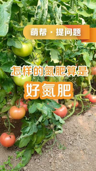 怎样的氮肥算是好氮肥