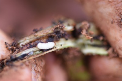 冬季甘薯采收后的田间管理&mdash;&mdash;清洁田园与土壤消毒