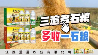 冬季种植，油菜，小麦，草莓等作物的，出现了除草剂药害，黄叶，僵苗，苗不长等问题，马上用多石粮，确保5天见到效果。