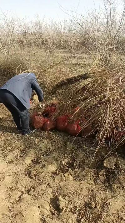 出售药用连翘苗，科研五号优质种苗，2/5年苗，药用连翘树，挂果树，全国包邮到家！财富密码18534302961出售药用连翘苗，科研五号优质种苗，2/5年苗，药用连翘树，挂果树，全国包邮到家！财富密码1
