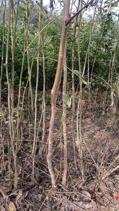 出售臭椿苗，巨峰葡萄苗。药用连翘苗，科研五号优质种苗，2/5年苗，药用连翘树，挂果树，全国包邮到家！财富密码18534302961