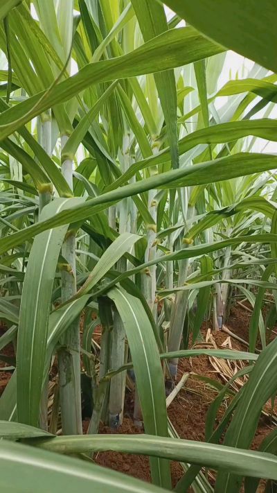 广西黑皮果蔗，从苗期到生长期全过程，高度，叶子长式