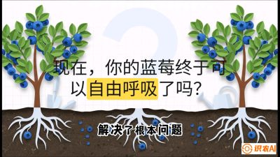 第3节：别把树&ldquo;憋死&rdquo;&mdash;&mdash;正确的定植与换盆手法,   课程：《蓝莓&ldquo;高产&rdquo;实战课：从选苗到丰收的10个关键点》