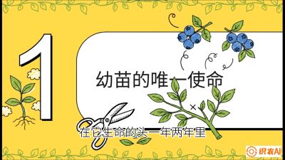 第6节：修剪决定产量（上）&mdash;&mdash;幼苗期与生长期修剪， 课程：《蓝莓&ldquo;高产&rdquo;实战课：从选苗到丰收的10个关键点》