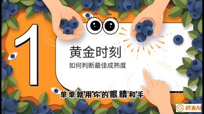 第10节：完美的&ldquo;果粉&rdquo;&mdash;&mdash;采摘时机与保鲜， 课程：《蓝莓&ldquo;高产&rdquo;实战课：从选苗到丰收的10个关键点》