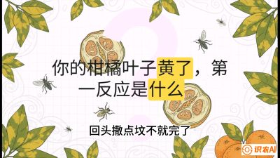 第一节：保命生死线&mdash;&mdash;黄龙病与木虱，课程：《柑橘十大病虫害：从入门到精通》