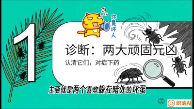 第06节：顽固虫害防治&mdash;&mdash;&ldquo;钻心虫与红蜘蛛，打准时间才服输&rdquo;《槟榔种植：从不懂到精通的10堂必修课》