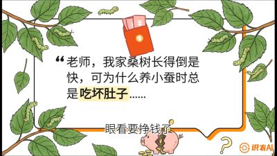 第01节：不仅仅是树&mdash;&mdash;顶级品种选配策略，课程：《桑海淘金：桑树高产与蚕桑安全进阶实战课》