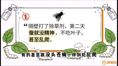 第05节：养蚕人的&ldquo;排雷战&rdquo;&mdash;&mdash;除草剂的生死禁忌，课程：《桑海淘金：桑树高产与蚕桑安全进阶实战课》