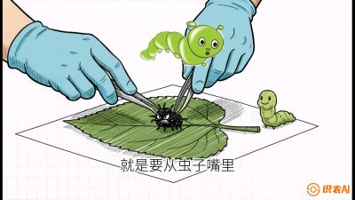 第07节：虫口夺叶（下）&mdash;&mdash;不得不打药时的&ldquo;解毒术&rdquo;，课程：《桑海淘金：桑树高产与蚕桑安全进阶实战课》