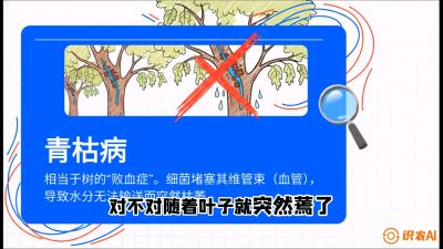 第08节：看不见的杀手&mdash;&mdash;青枯病与萎缩病，课程：《桑海淘金：桑树高产与蚕桑安全进阶实战课》