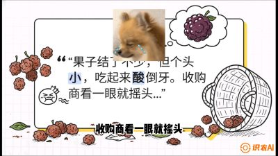 第10节：甜蜜的科学&mdash;&mdash;膨大、增甜与转色，课程：《桑海淘金：桑树高产与蚕桑安全进阶实战课》