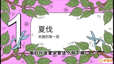 第11节：叶果双收&mdash;&mdash;特殊的夏伐与冬伐，课程：《桑海淘金：桑树高产与蚕桑安全进阶实战课》