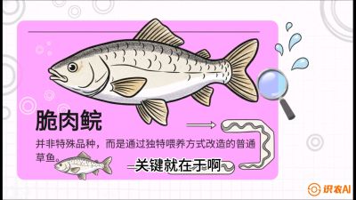 第六节：【老品升级&middot;脆肉鲩】如何让草鱼身价翻倍？，课程：《黄金鳞甲：2025中国淡水鱼高效养殖实战营》