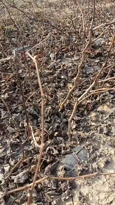 户太八号葡萄苗，一年扦插苗，需要联系，全国包邮到家。18534302961