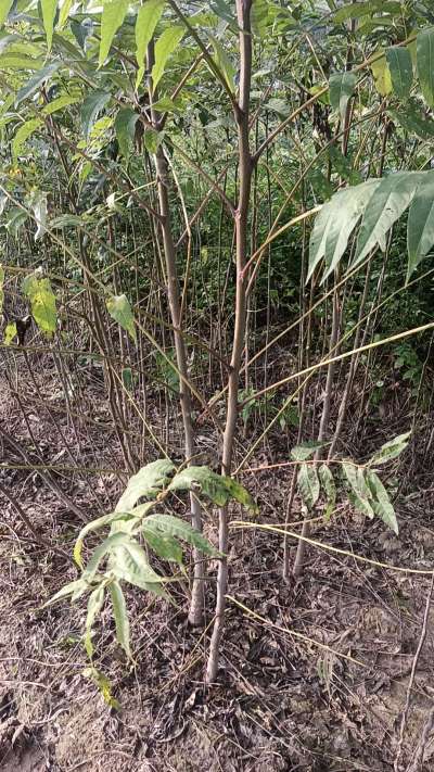 臭椿树苗，一年苗，需要联系我