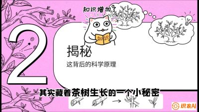 第04节（修剪篇）：树势复活术：从&ldquo;越剪越弱&rdquo;到&ldquo;枝繁叶茂&rdquo;的能量管理与夏秋茶逆袭，课程：《茶金时代：从&ldquo;看天吃饭&rdquo;到&ldquo;精准控局&rdquo;的茶叶高产提质实战课》