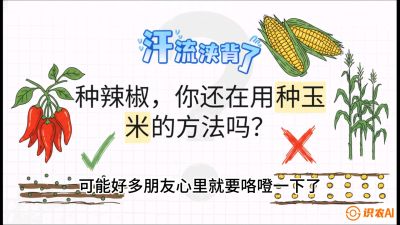 第1节：【品种定江山】工业辣椒vs小米辣：底肥公式与密度陷阱的&ldquo;百万生意经&rdquo;，课程：《辣椒种植实战特训营，从工业辣椒到精品小米辣，教你如何把&ldquo;草&rdquo;种成&ldquo;金&rdquo;》