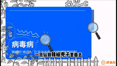 第5节：【病毒病阻击】辣椒的&ldquo;癌症&rdquo;怎么治？从&ldquo;绝收恐慌&rdquo;到&ldquo;带毒生产&rdquo;的逆转术，课程：《辣椒种植实战特训营，从工业辣椒到精品小米辣，教你如何把&ldquo;草&rdquo;种成&ldquo;金&rdquo;》