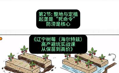 第二节： 整地与定植&mdash;&mdash;起垄是&ldquo;死命令&rdquo;，防涝是核心，课程：《辽宁树莓（海尔特兹）高产避坑实战课：从保苗到高价》