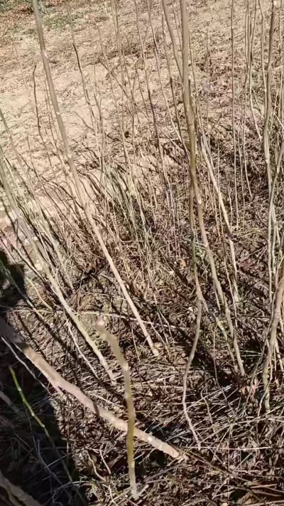 出售臭椿苗，巨峰葡萄苗。药用连翘苗，科研五号优质种苗，2/5年苗，药用连翘树，挂果树，全国包邮到家！财富密码18534302961