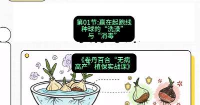 第01节：赢在起跑线&mdash;&mdash;种球的&ldquo;洗澡&rdquo;与&ldquo;消毒&rdquo;，课程：《卷丹百合&ldquo;无病高产&rdquo;植保实战课》#识农AI