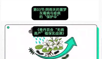 第03节：阴雨天的噩梦&mdash;&mdash;灰霉病与疫病的&ldquo;保护伞&rdquo;，课程：《卷丹百合&ldquo;无病高产&rdquo;植保实战课》#识农AI