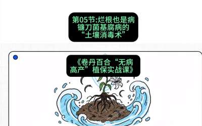 第05节：烂根也是病&mdash;&mdash;镰刀菌基腐病的&ldquo;土壤消毒术&rdquo; ，课程：《卷丹百合&ldquo;无病高产&rdquo;植保实战课》#识农AI