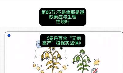 第06节：不是病那是饿&mdash;&mdash;缺素症与生理性烧叶 ，课程：《卷丹百合&ldquo;无病高产&rdquo;植保实战课》#识农AI