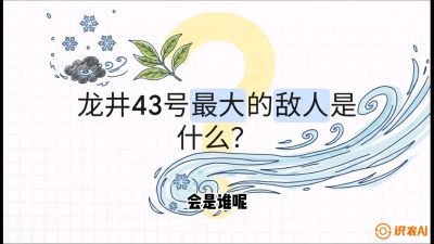 第04节：龙井双璧&mdash;&mdash;龙井43与群体种的差异化护养（重点），课程：《茗茶卫士&mdash;&mdash;茶叶病虫害绿色防控实战课》#识农AI