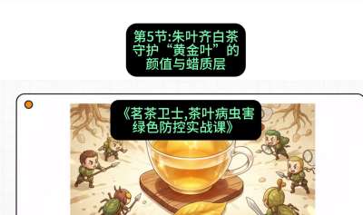 第05节：朱叶齐白茶&mdash;&mdash;守护&ldquo;黄金叶&rdquo;的颜值与蜡质层（重点），课程：《茗茶卫士&mdash;&mdash;茶叶病虫害绿色防控实战课》#识农AI