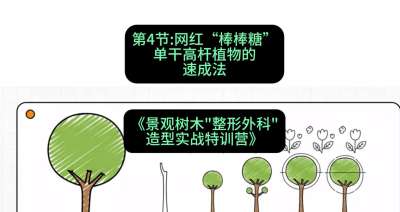 第04节：网红&ldquo;棒棒糖&rdquo;&mdash;&mdash;单干高杆植物的速成法，课程：《景观树木&ldquo;整形外科&rdquo;造型实战特训营》#识农AI