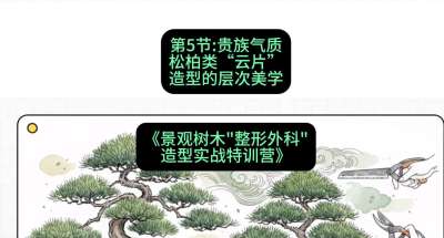 第05节：贵族气质&mdash;&mdash;松柏类&ldquo;云片&rdquo;造型的层次美学，课程：《景观树木&ldquo;整形外科&rdquo;造型实战特训营》#识农AI