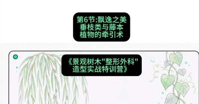 第06节：飘逸之美&mdash;&mdash;垂枝类与藤本植物的牵引术，课程：《景观树木&ldquo;整形外科&rdquo;造型实战特训营》#识农AI