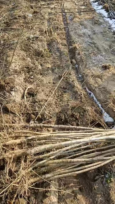 臭椿树苗，一年苗，需要联系18534302961