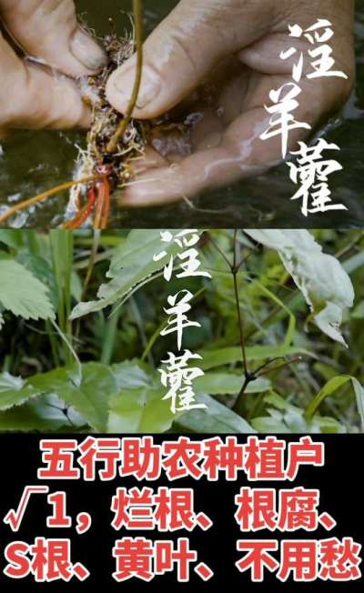 177，1907，0725，V 同号
1  老乡们！种淫羊藿不用乱买肥，咱这款专用肥，针对淫羊藿习性配的，壮苗防烂根，采收多卖钱，用过都回头！
2  咱种淫羊藿图的就是省心高产！专用肥薄肥勤施，苗不烧