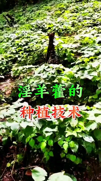 揭秘&ldquo;仙草&rdquo;淫羊藿的种植密码！耐严寒耐贫瘠，林下套种不占耕地，管理简单还能套种其他作物，一亩地的投入两亩地的收益～ 想返乡创业的赶紧码住！ #淫羊藿种植技术 #返乡创业项目 #药材种植指南 #农业新风