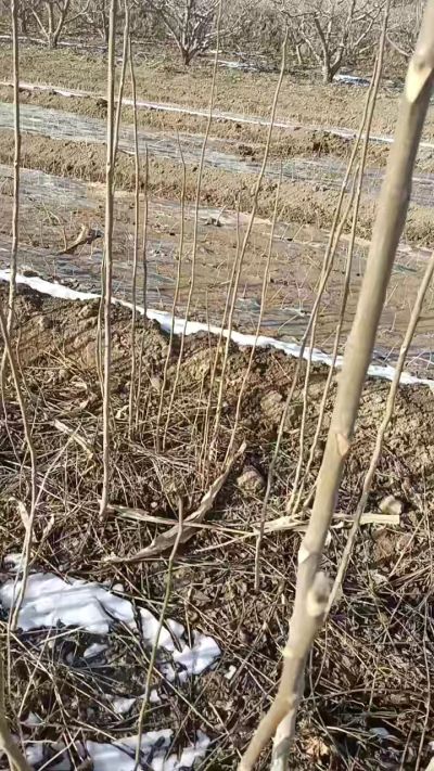 臭椿苗，一年苗，需要联系我，全国包邮到家。18534302961