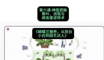第六节：神医把脉：黄叶、消苞与病虫害逆转术，课程：《蝴蝶兰雅养六讲：从阳台小白到园艺达人》#识农AI