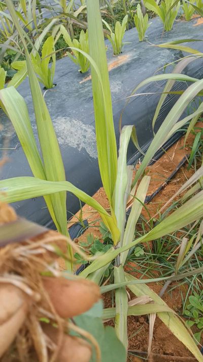 黑甘蔗种植下去，三个月。第一次追肥，